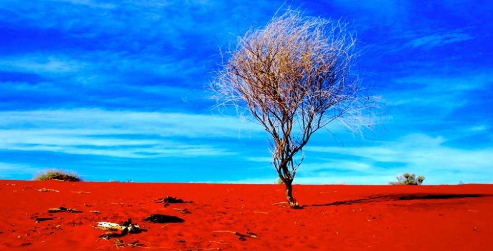 Lone desert tree