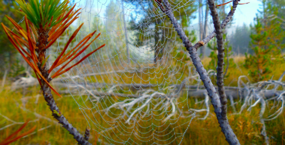 Spiderweb-web